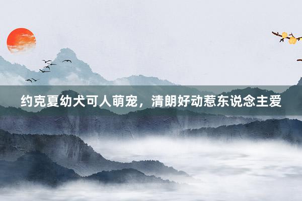 约克夏幼犬可人萌宠，清朗好动惹东说念主爱